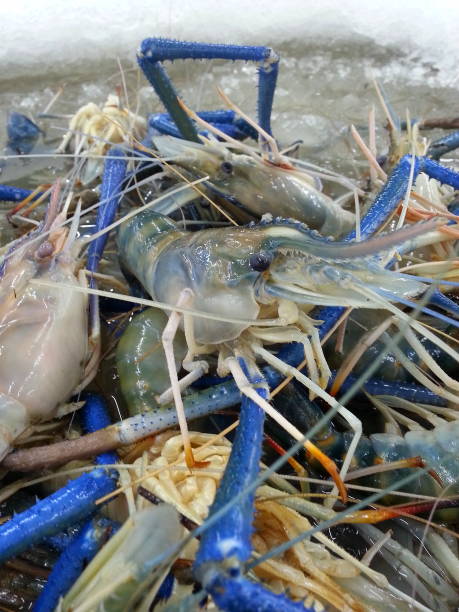 istock fresh Giant freshwater prawn on ice 681104372