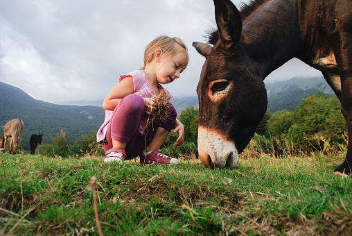 Little Girl And Her Donkey On The Mountain Pasture