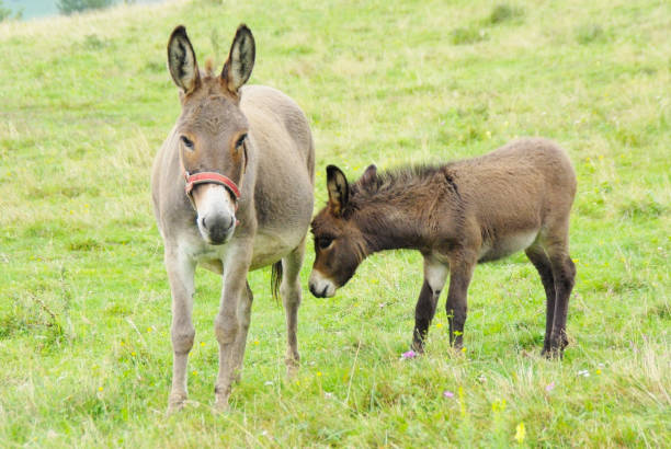 istock Baby And Mother Donkey On The Pasture 681106758