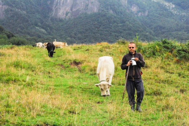 istock Enjoying Walking On The Cow Pasture 681106798