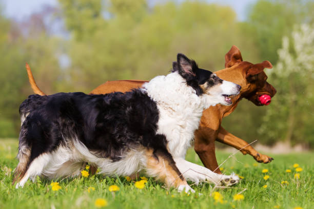 istock Rhodesian ridgeback and Border Collie playing outdoors 681118892