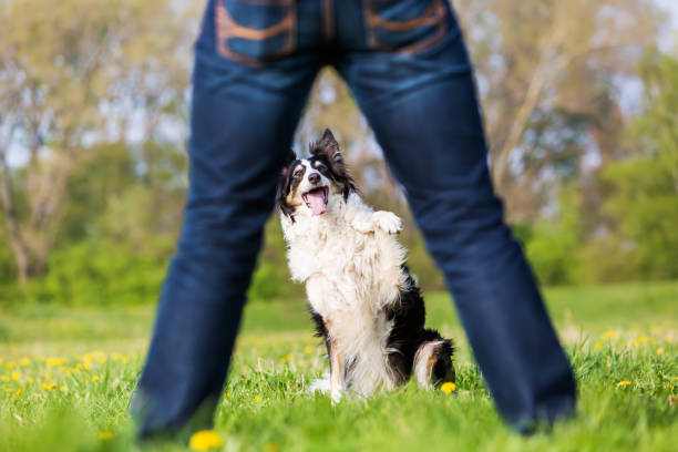 istock Border Collie raising the paw 681118956