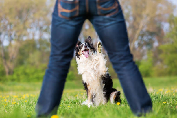 istock Border Collie raising the paw 681119034