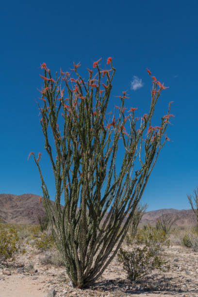 istock Full Blooming Ocotillo In Desert 681143346