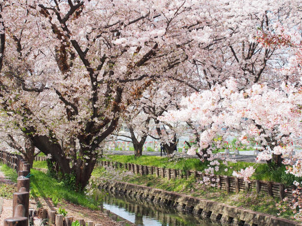 istock japan sakura flower or cherry blossom tree along canal. 681154344