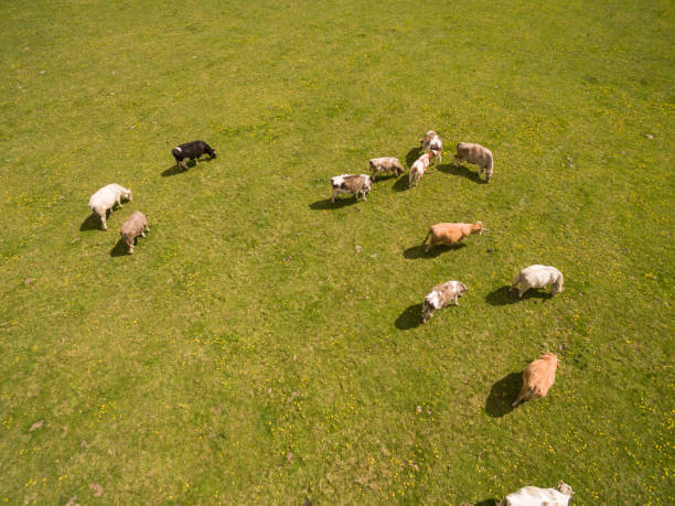 istock aerial view of cows on green pasture in spring - germany 681162246