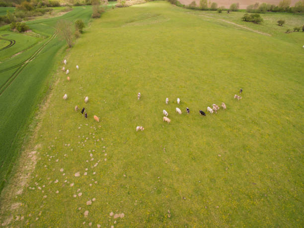 istock aerial view of cows on green pasture in spring - germany 681163936
