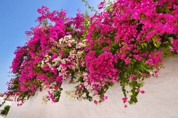 istock bougainvillea flower Sifnos Greece 681170496