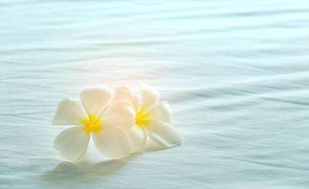 istock Plumeria flowers on the bed. 681171364