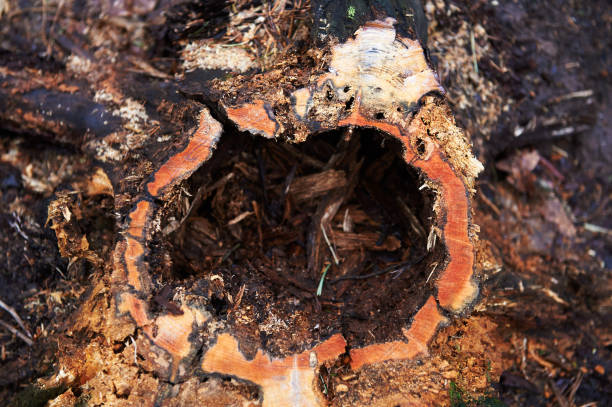 istock Stump with a hole ,rotten, standing in a Park or in a forest with pine trees 681171730
