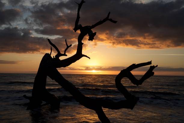 istock Sunrise at Driftwood Beach, Jekyll Island, Georgia 681176334