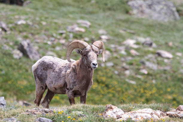 istock Colorado Rocky Mountain Bighorn Sheep 681178694