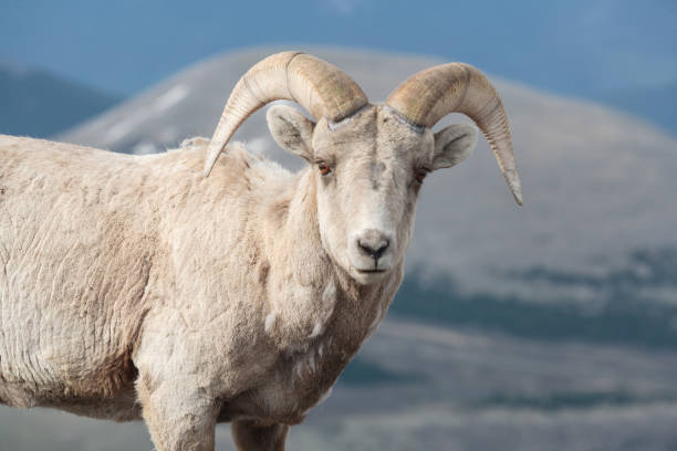 istock Colorado Rocky Mountain Bighorn Sheep 681180324
