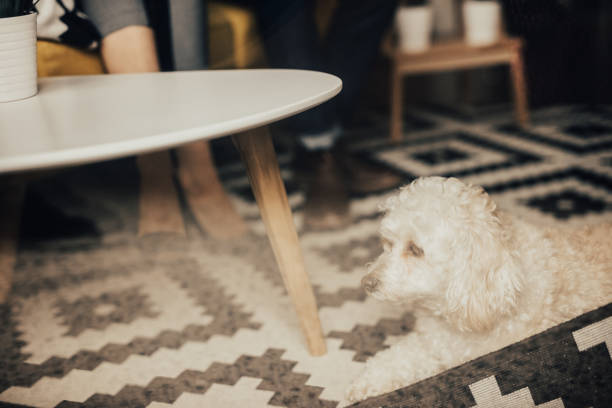 istock Fluffy puppy lying on the floor 681185564
