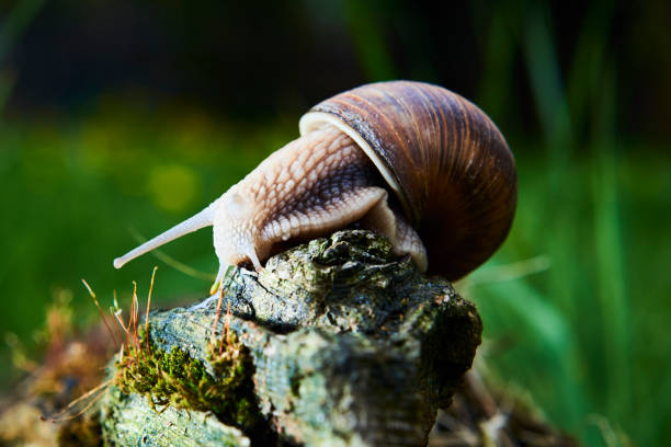 istock Snail crawling on its old wood. 681191508