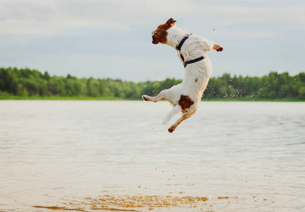 divertimento do verão na praia com o cão que salta altamente na água - dog jumping - fotografias e filmes do acervo