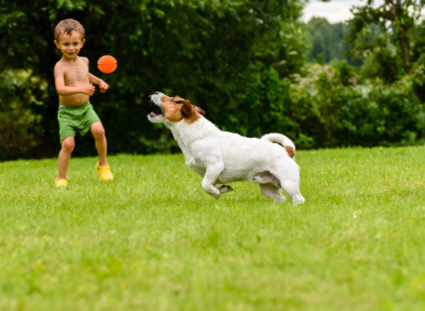 istock Small child boy playing with dog toss, catch and fetch game 681191642