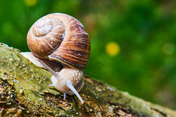 istock Snail crawling on its old wood. 681191972