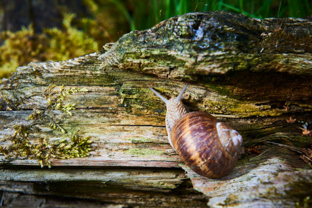 Burgundy snail (Helix, Roman snail, edible snail, escargot) crawling on its old wood.