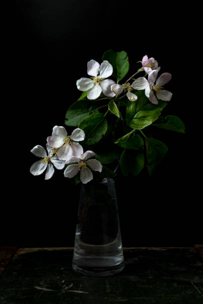 istock Blossom flowers in vase 681192964