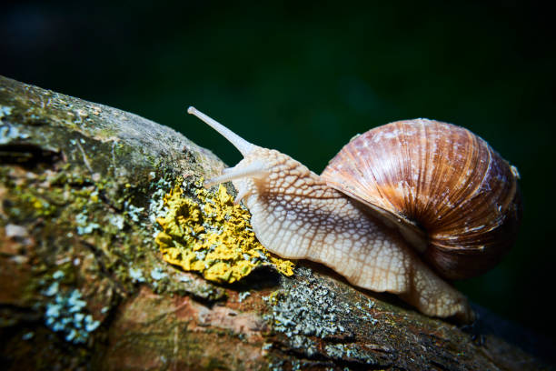 istock Snail crawling on its old wood. 681199780