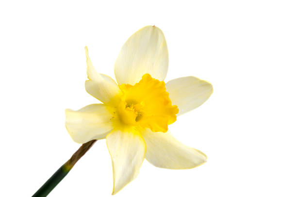 istock Flower of yellow Daffodil (narcissus) isolated on white background 681208440