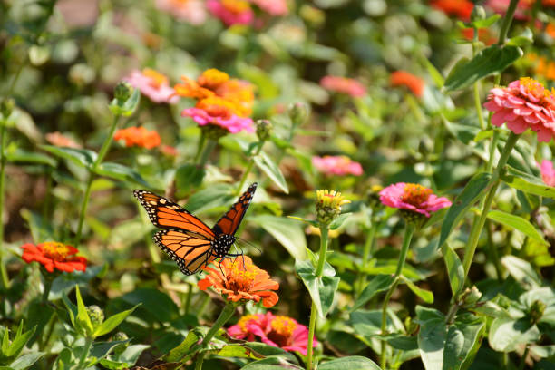 istock Monarch butterfly drinking nectar from zinnia flower. 681221636