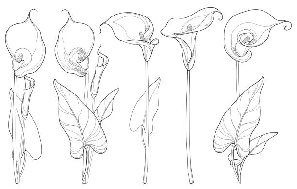 Set with Calla lily flower or Zantedeschia isolated on white background. Vector set with Calla lily flower or Zantedeschia, bud and leaves in black isolated on white background. Floral elements in contour style with ornate calla for summer design and coloring book. inflorescence stock illustrations
