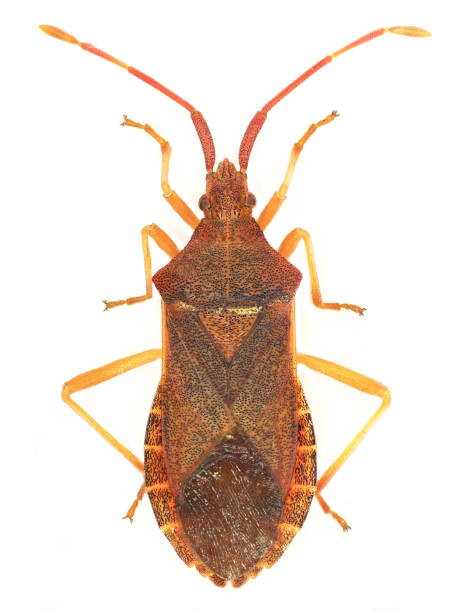 istock Box Bug on white Background  -  Gonocerus acuteangulatus (Goeze, 1778) 681225728