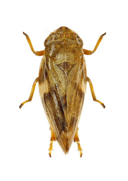 Meadow Froghopper on white Background  -  Philaenus spumarius  (Linnaeus, 1758)