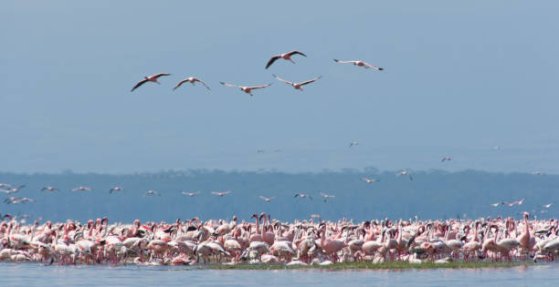 istock Lake Nakuru, Kenya 681228348
