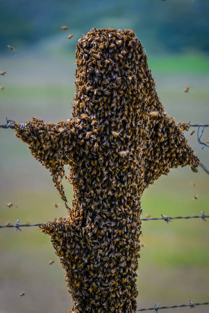 Swarming Bees stock photo