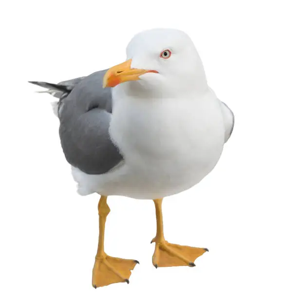 Funny seagull bird standing on its webbed feet and looking at the camera, isolated on white background.