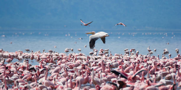 istock Lake Nakuru, Kenya 681234882