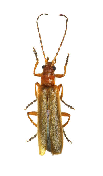 istock Soldier Beetle on white Background  -  Absidia rufotestacea (Letzner, 1845) 681239546