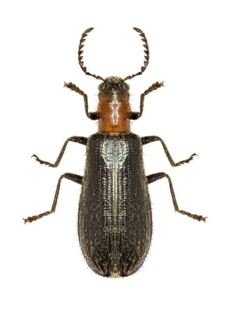 istock Chequered Beetle Tillus on white Background  -  Tillus elongatus (Linnaeus, 1758) 681241804