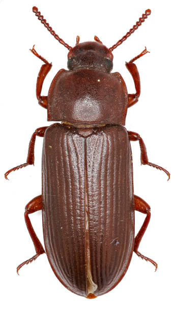 istock Mealworm Beetle on white Background  -  Tenebrio molitor (Linnaeus, 1758) 681241874
