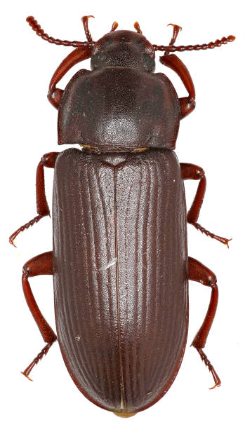 istock Mealworm Beetle on white Background  -  Tenebrio molitor (Linnaeus, 1758) 681242022
