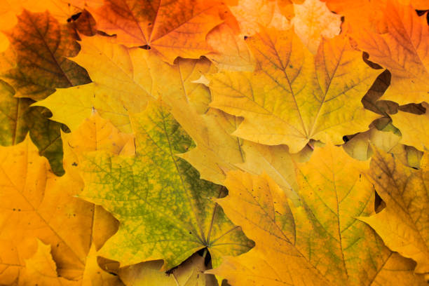 istock Background with yellow autumn maple leaves 681250592