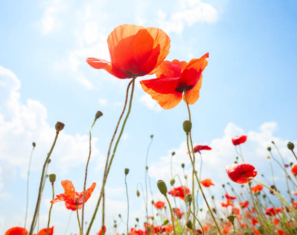 istock Two  poppies against blue sky with white clouds. 681257056
