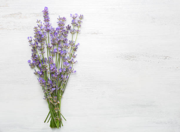 istock Bundle of lavender on old wooden board painted white. 681257060