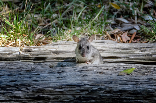 A funny mouse come out of a hole in a garden wooden beam and looks at camera with curiosity