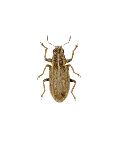 istock Pea Leaf Weevil on white Background  -  Sitona lineatus (Linnaeus, 1758) 681259332