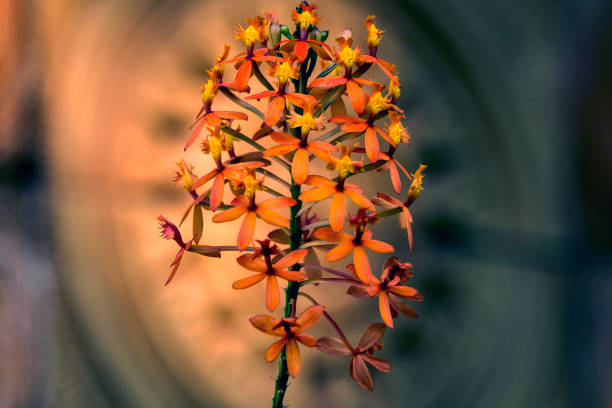 Photo taken in Costa Rica. When you look into this tiny flower, the stem has the shape of a dwarf out of celtic story.