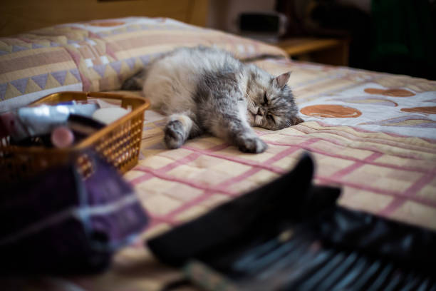 cat sleeps lying on the sofa, the cat tired, hard day, hard work