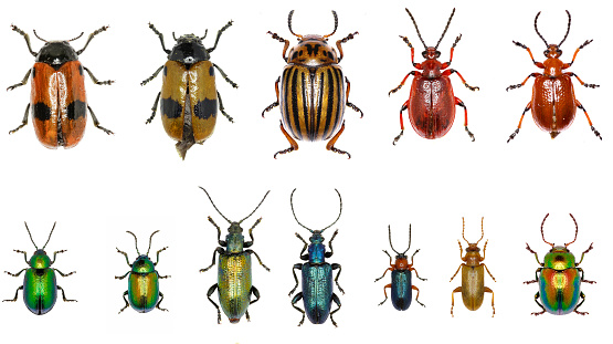 Set of Leaf-beetles of Europe  -  Chrysomelidae :\