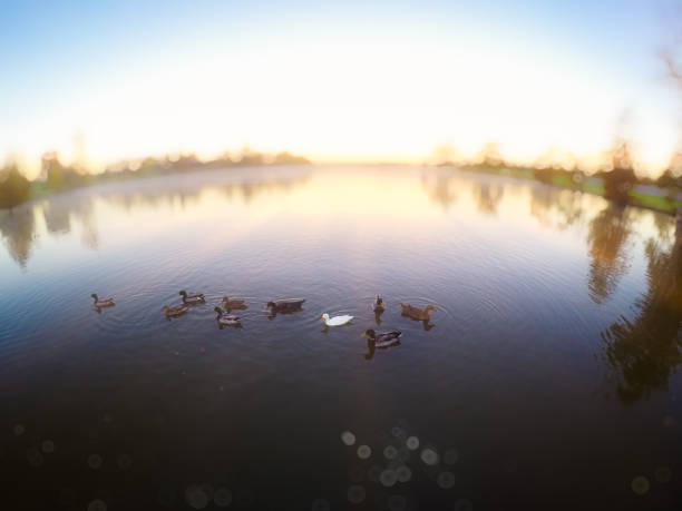 patos en el lago al amanecer - landscape landscaped tennessee mist fotografías e imágenes de stock