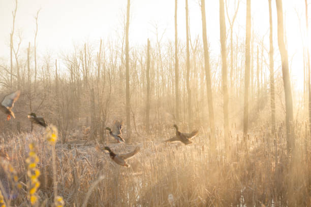 flying ducks - landscape landscaped tennessee mist fotografías e imágenes de stock