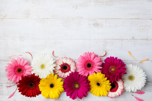 istock Colorful gerbera flowers on white wooden background. Top view. Copy space 681278696