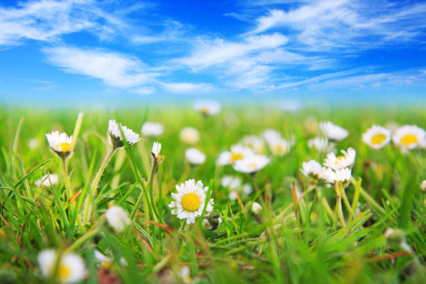 istock Spring daisy in the meadow and blue sky 681278978